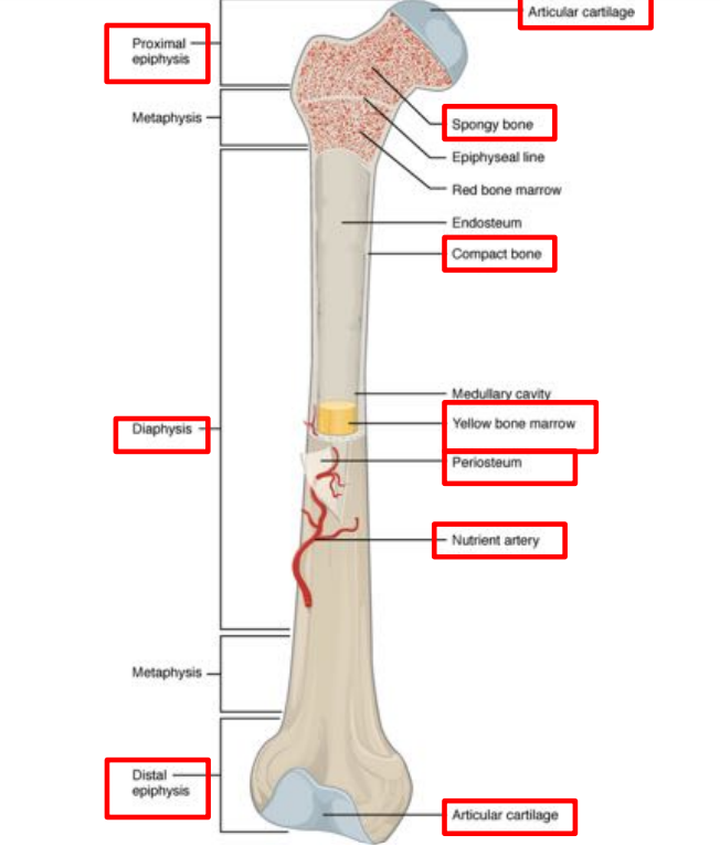 <p>connects to periosteum, supplies nutrients</p>