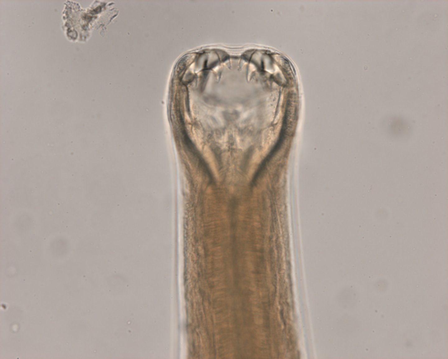 <p>What parasite is this if it is from a dog</p>