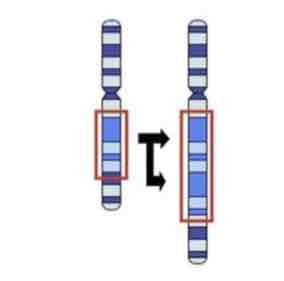 <p>This Image shows a Diagram of a _________ Mutation</p>
