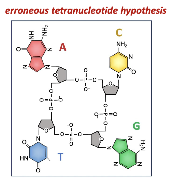 <p><span>Levene and Jacobs study and structurally characterize (1909) the</span><br><span>nucleosides produced by hydrolysis of isolated nucleic acids.</span></p><p><span>Levene adopts the use of enzymes to catalyze the hydrolysis of</span><br><span>nucleotides from DNA. This permits the first observation of</span><br><span>nucleosides containing the 2-deoxy-D-ribose sugar</span></p>