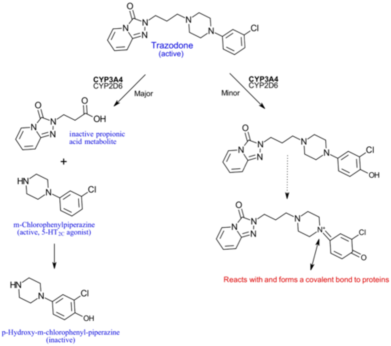 <p>Metabolized by CYP3A4</p><p>To an active (MCPP) and inactive metabolite</p><p>Minor pathway involves metabolism to a reactive metabolite that causes hepatotoxicity</p>