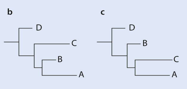 <p><span style="color: #000000">With neighbourg joining </span><span style="color: #000000">Long branches attract each other and cluster together despite not being the most closely related. This is because of sequence saturation. B is the real tree while c is the one you get with neighbour joining.</span></p>