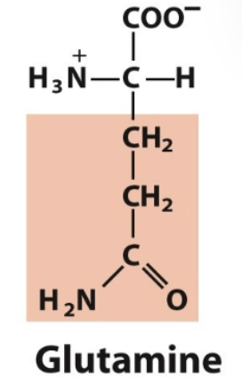 <ul><li><p>Gln, G</p></li><li><p>Polar, uncharged</p></li></ul><p></p>