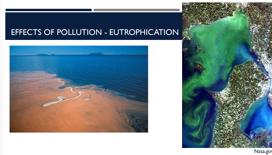 <p>What effect of pollution is shown?</p>