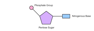 <p>A nucleotide consists of a circle (phosphate group), a pentagon (pentose sugar), and a rectangle (nitrogenous base), connected in that order.</p>