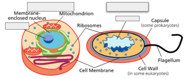 <p><span>Label the Nucleoid/Nucleus in each picture and identify the cell as Eukaryotic or Prokaryotic</span></p>