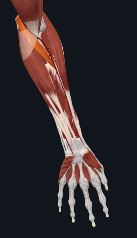 <p>What muscle is this</p>