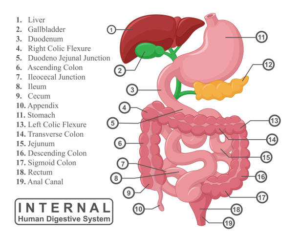 <p>The digestive system is a group of organs that work together to break down food into nutrients that can be absorbed by the body. It includes organs such as the mouth, esophagus, stomach, small intestine, large intestine, liver, gallbladder, and pancreas. The process of digestion involves the mechanical and chemical breakdown of food, absorption of nutrients, and elimination of waste.</p>