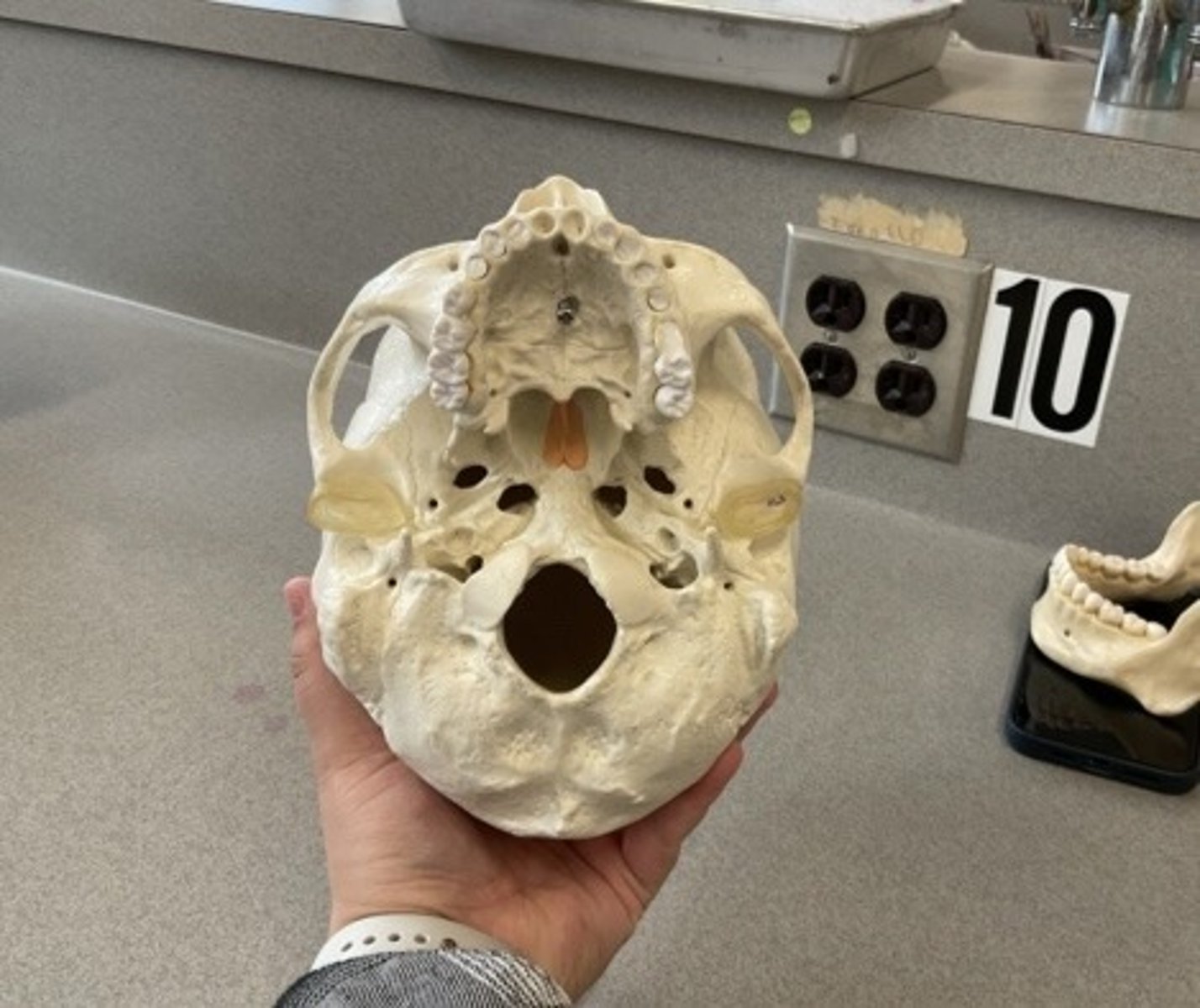 knowt flashcard image