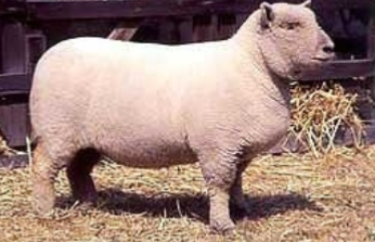 <p>smallest of meat breeds, dark gray to light brown head, ears and legs with wool on head and legs</p>