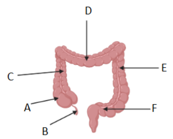 <p>Where is the cecum/caecum (Area where S. intestine empties into L. intestine) ?</p>