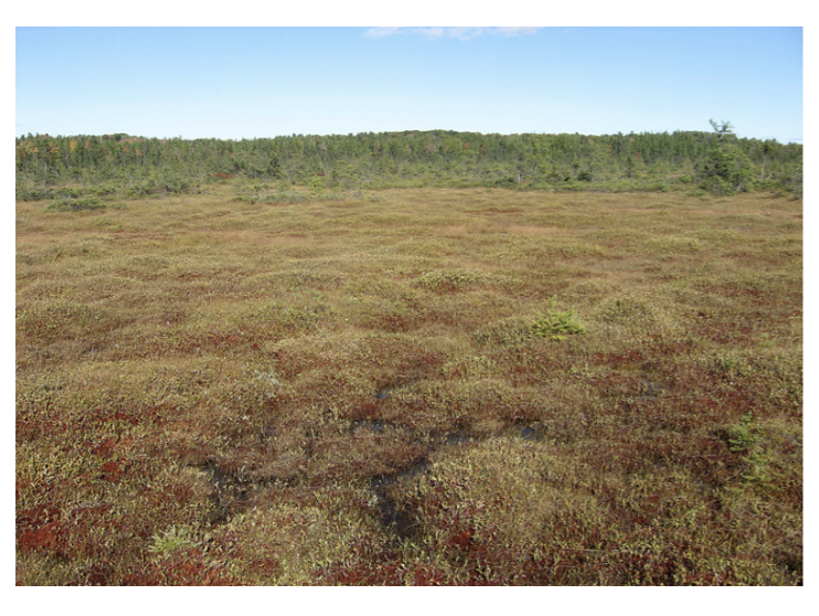 peat bog