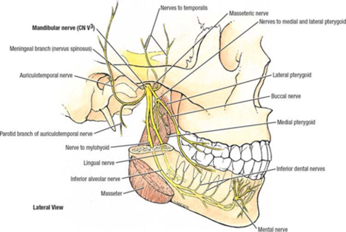 <p>GSA: pain touch and proprioception</p><p>GVE: vascular control - pinches off arteries when going from baby teeth to adult teth</p>