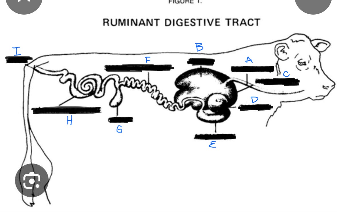 <p>Ruminant Digestion  </p>