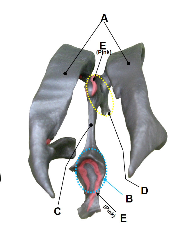 <p>B</p>