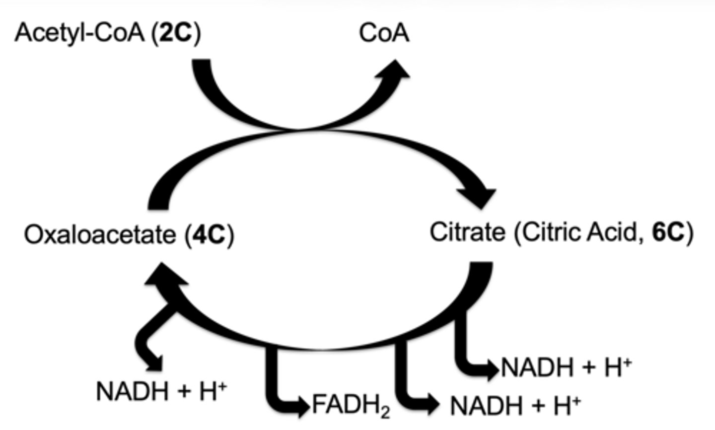 <p>3 NADH</p><p>1 FADH₂</p><p>1 GTP (by substrate level phosphorylation... equivalent to ATP)</p>