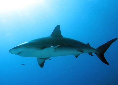 chordata, chondrichthyes (skeleton made of cartilage)