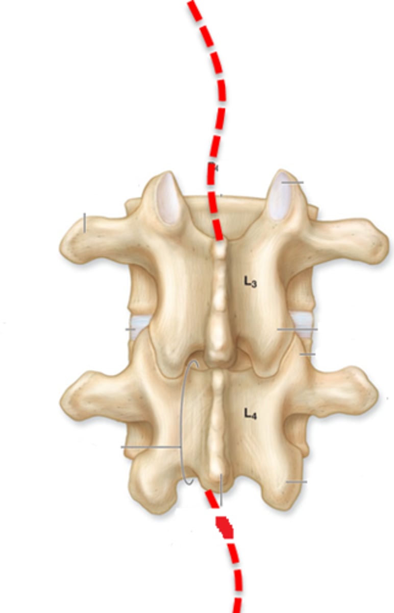 <p>Successive vertebral foramina, where spinal cord lies</p>
