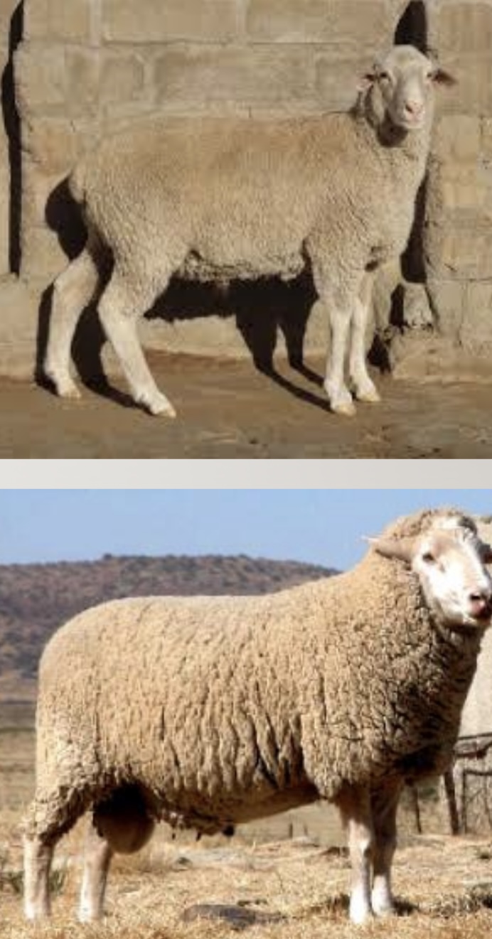 <ul><li><p>﻿﻿<u>80% for meat production and 20% for wool production</u></p></li><li><p>﻿﻿produces Merino-type wool, with a fiber diameter ranging from 19 to 22 microns.</p></li><li><p>﻿﻿Breed Category: dual-purpose, <u>fine wool</u></p></li><li><p>﻿﻿Distribution: South Africa, Australia</p></li></ul>