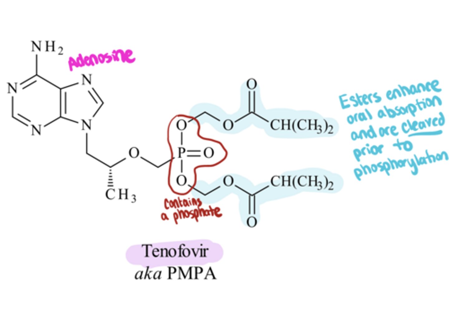 <p>NRTIs</p><p>-since tenofovir comes with 1 phosphate, when it is converted to tenofovir diphosphate--this is actually a ___!</p>