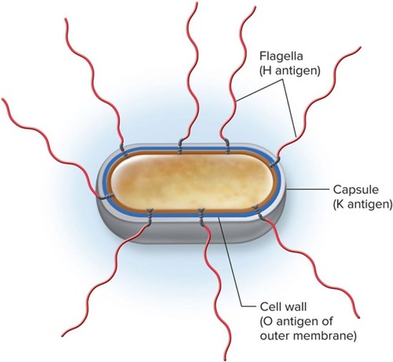 <p>Differences in somatic (O), flagellar (H), and capsular (K) antigens.</p>