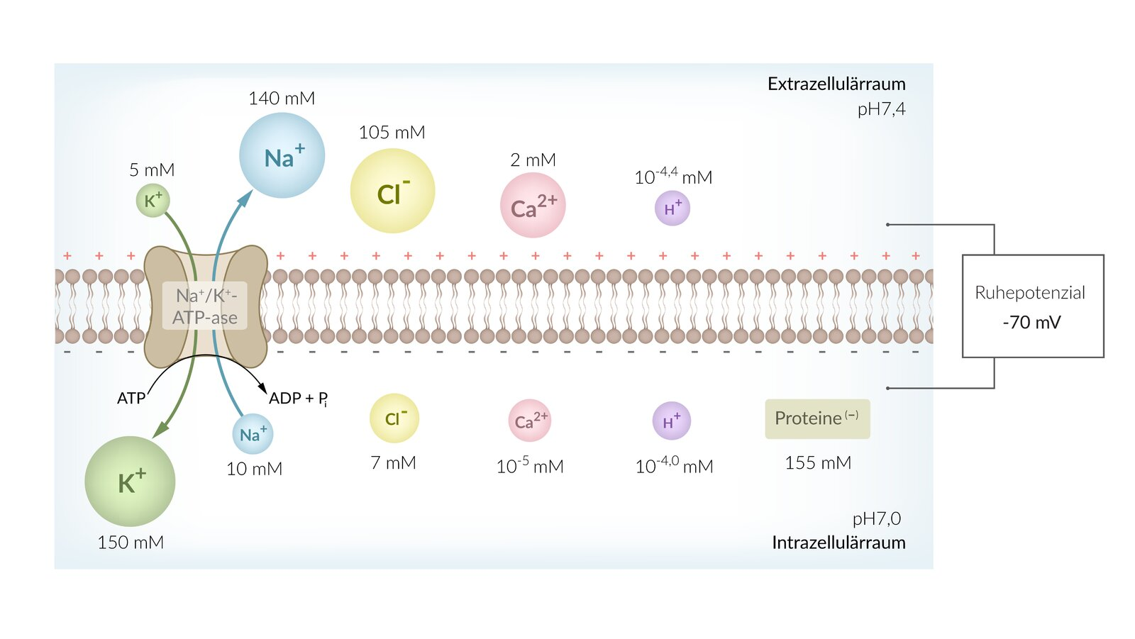 <p>D. K⁺: outward</p>