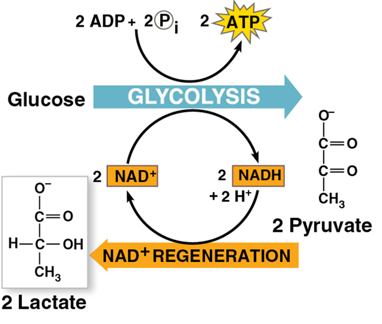 <p>Lactic acid fermentation</p>