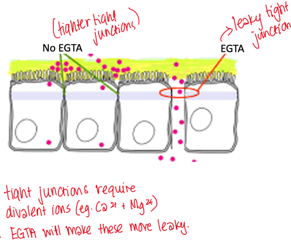 <p>What is EGTA and what does it help us see in this model</p>