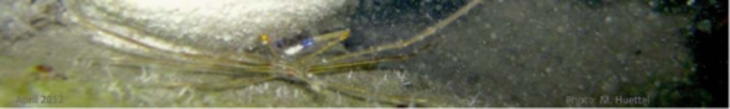 <p>Yellowline Arrow Crab</p>