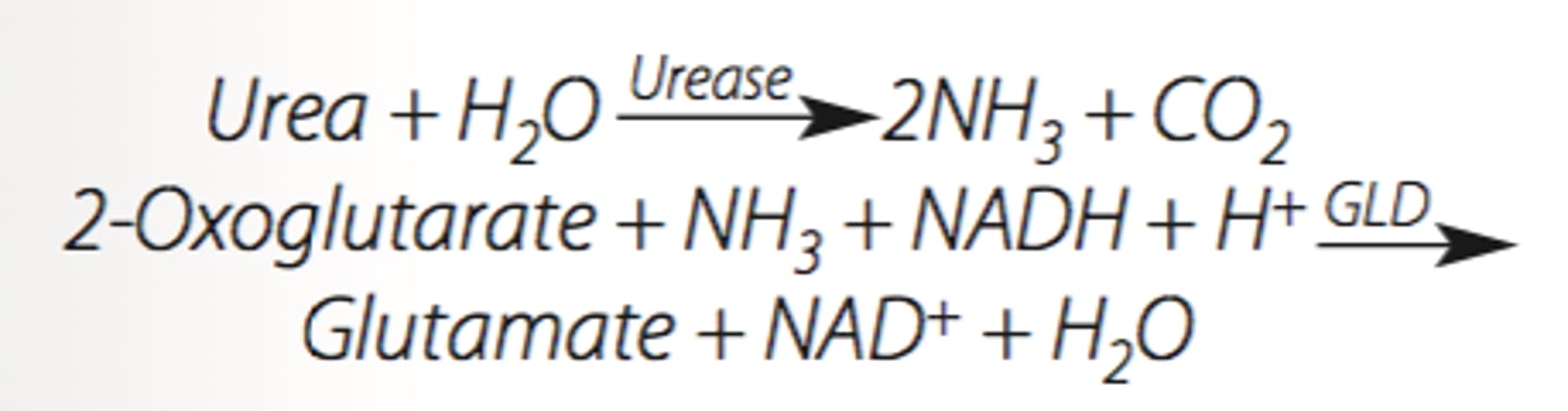 <p>Glutamate dehydrogenase</p><p>BUN is most frequently measured by the urease-UV method in which the urease reaction is coupled</p><p>to the glutamate dehydrogenase reaction, generating NAD+.</p><p>When the urease reaction is performed under first-order conditions, the decrease in absorbance at 340 nm is proportional to the urea concentration.</p>