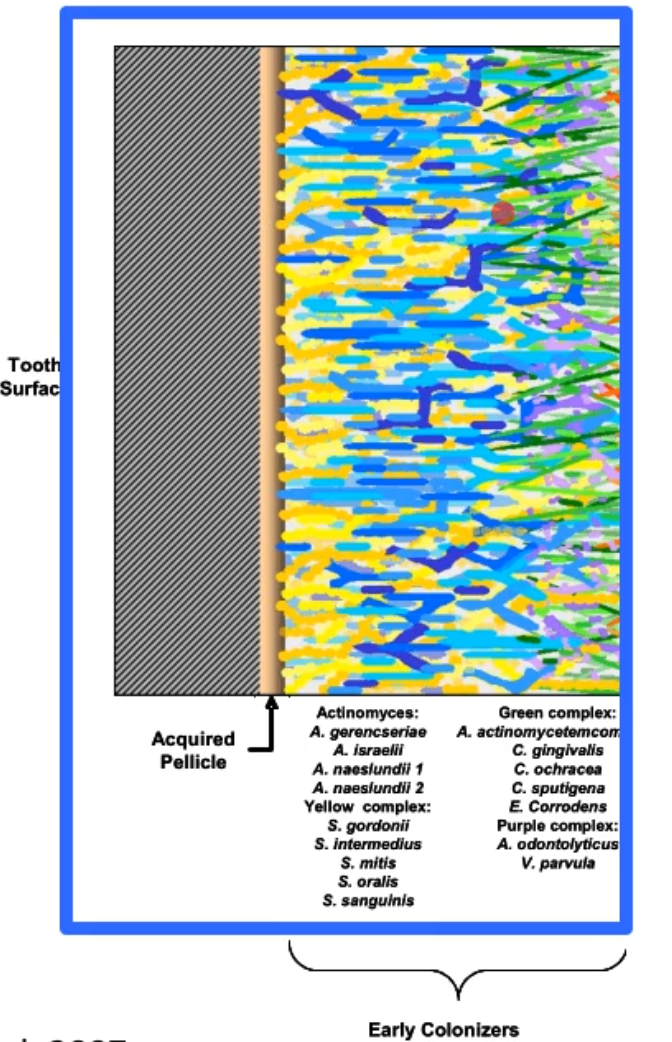 <p>what does this picture represent?</p>