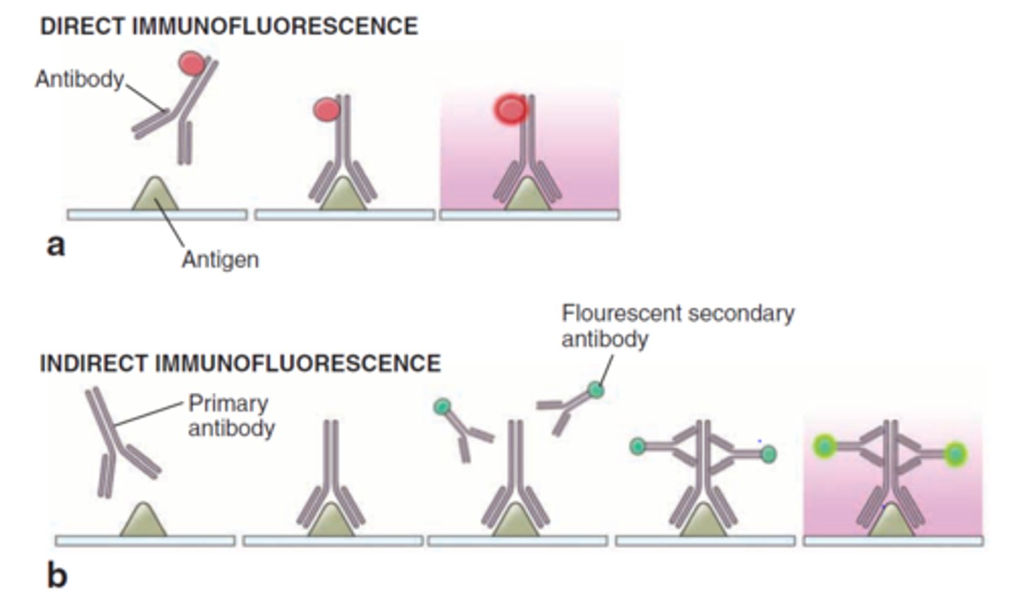 <p>if antigen-antibody complexes form, they will remain bound to the sample and will be visualized by fluorescence microscopy</p><p>valuable for identifying and locating microbial antigens on cell surfaces or tissues and in identifying the causative agents of syphilis, gonorrhea, and meningitis</p>