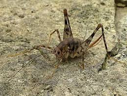 <p>Cricket- Long antennae</p>