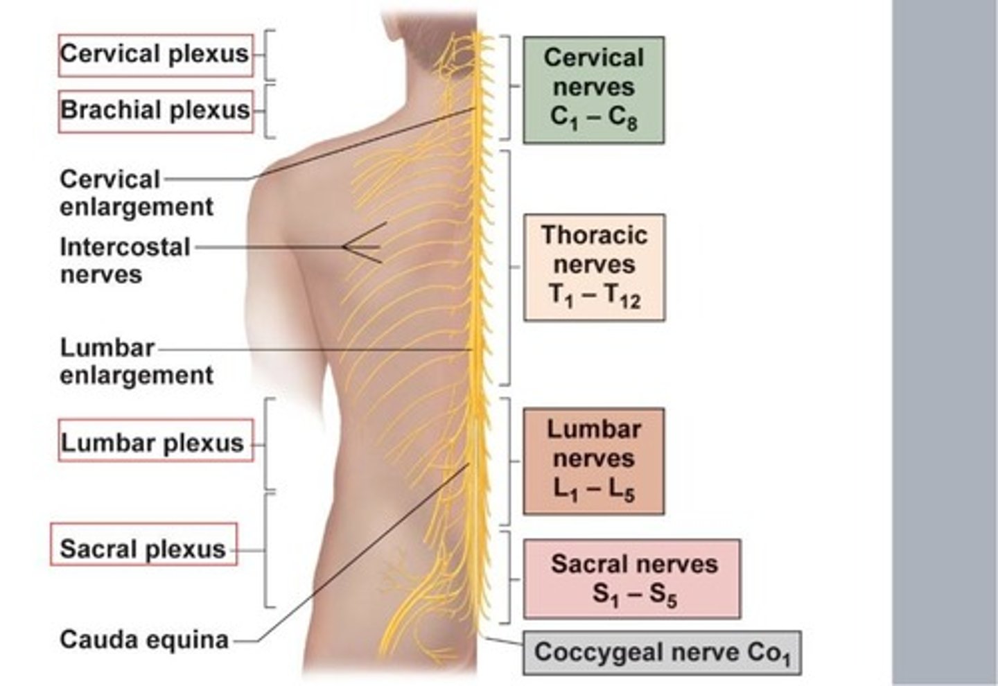 <p>-Cervical</p><p>-Brachial</p><p>-Lumbar</p><p>-Sacral</p>