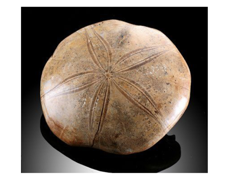 * **to protect against witchcraft that was thought to prevent bread from rising** or being properly formed
* fossils were believed to have been **made by fairies** and were shaped like loaves
* they were kept in homes to ensure that people would always have bread