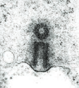 <p>form an anchor point for microtubules during cell division and also for microtubules inside cilia and flagella.</p>