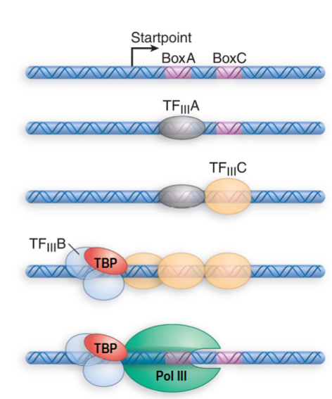 <p>internal type found only in genes for 5S rRNA </p><ul><li><p>TFIIIA to BoxA then TFIIIC binds to BoxC</p></li><li><p>subsequent binding of TFIIIC displaces TFIIIA and allows TFIIIB (positioning factor) to bind upstream from startpoint</p></li><li><p>TBP can bind to TFIIIB</p></li><li><p>RNAP III can be recruited and TFIIIC is displaced</p></li></ul><p>efficiency of transcription is altered by changes in region upstream from the startpoint (spacing or sequence)</p><p></p>
