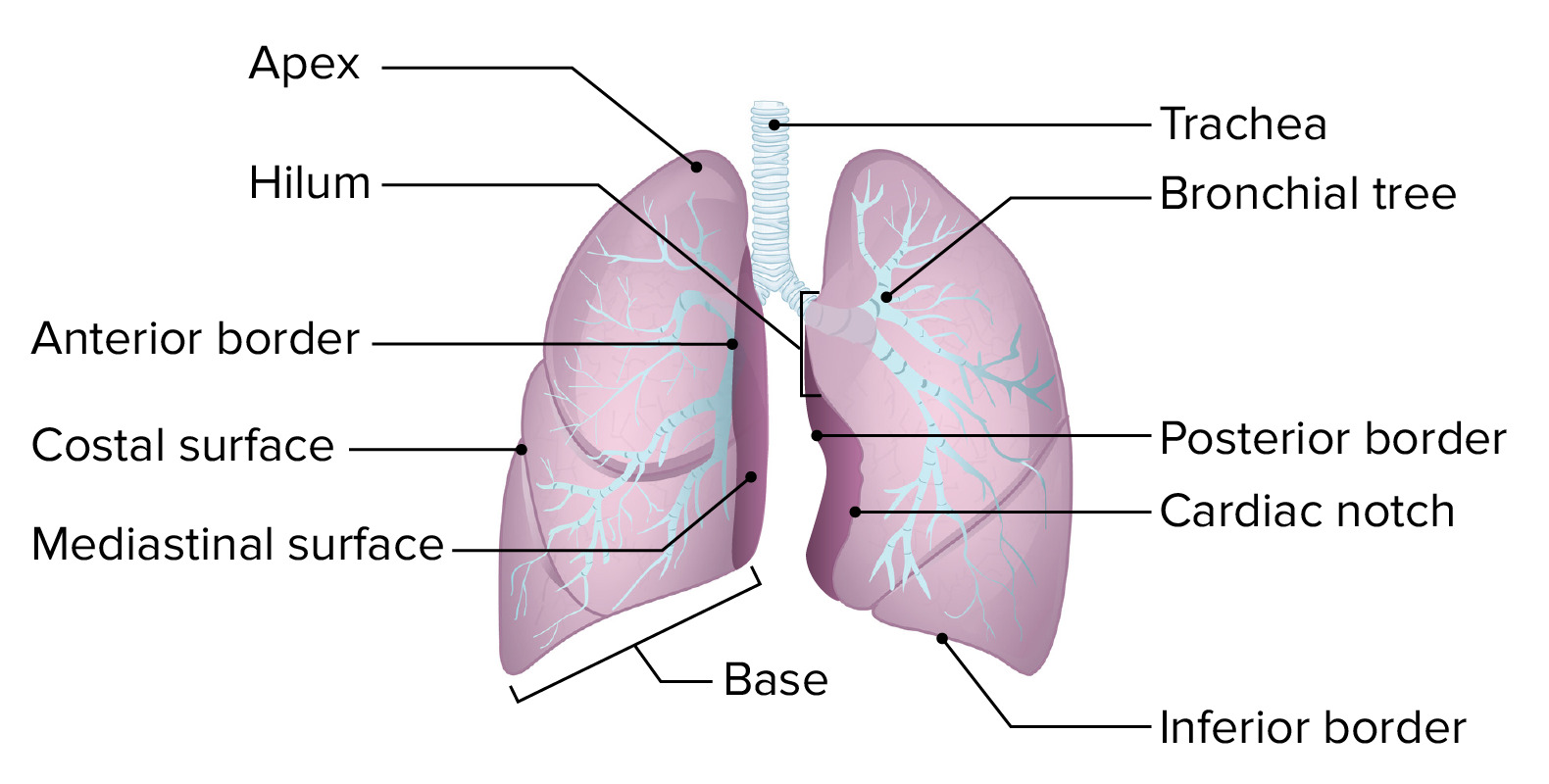 <p>The main surfaces of the lungs are the <strong>apex</strong>, <strong>base</strong>, <strong><mark data-color="yellow" style="background-color: yellow; color: inherit">costal surface</mark></strong>, and <strong>mediastinal (medial) surface</strong>.</p>