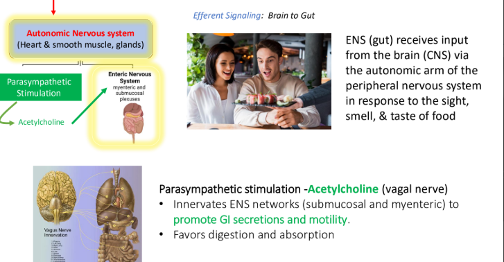 <p>submucosal; myenteric</p><ol><li><p>GI secretions</p></li><li><p>Motility </p></li></ol><p></p>