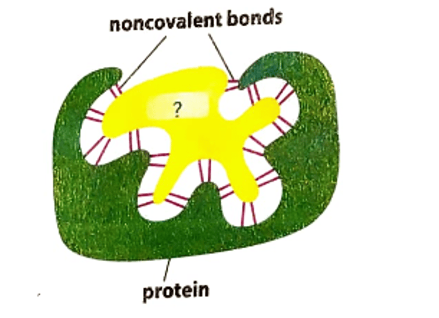 <p>Ligand</p>