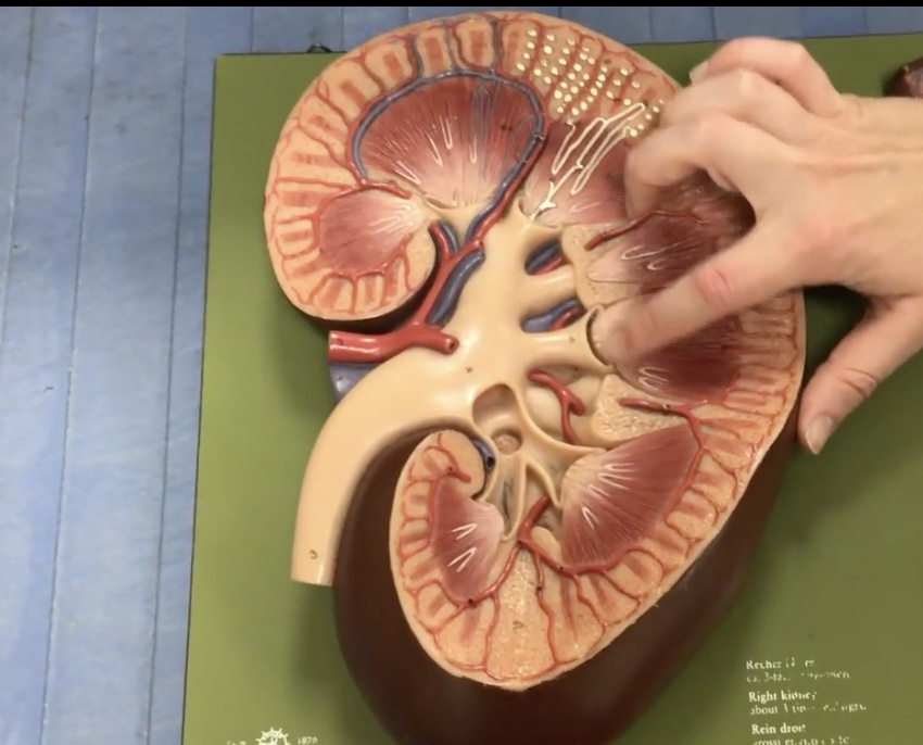 <p>Description: Tip of renal pyramid</p><p>Function: Releases urine into the minor calyx</p>