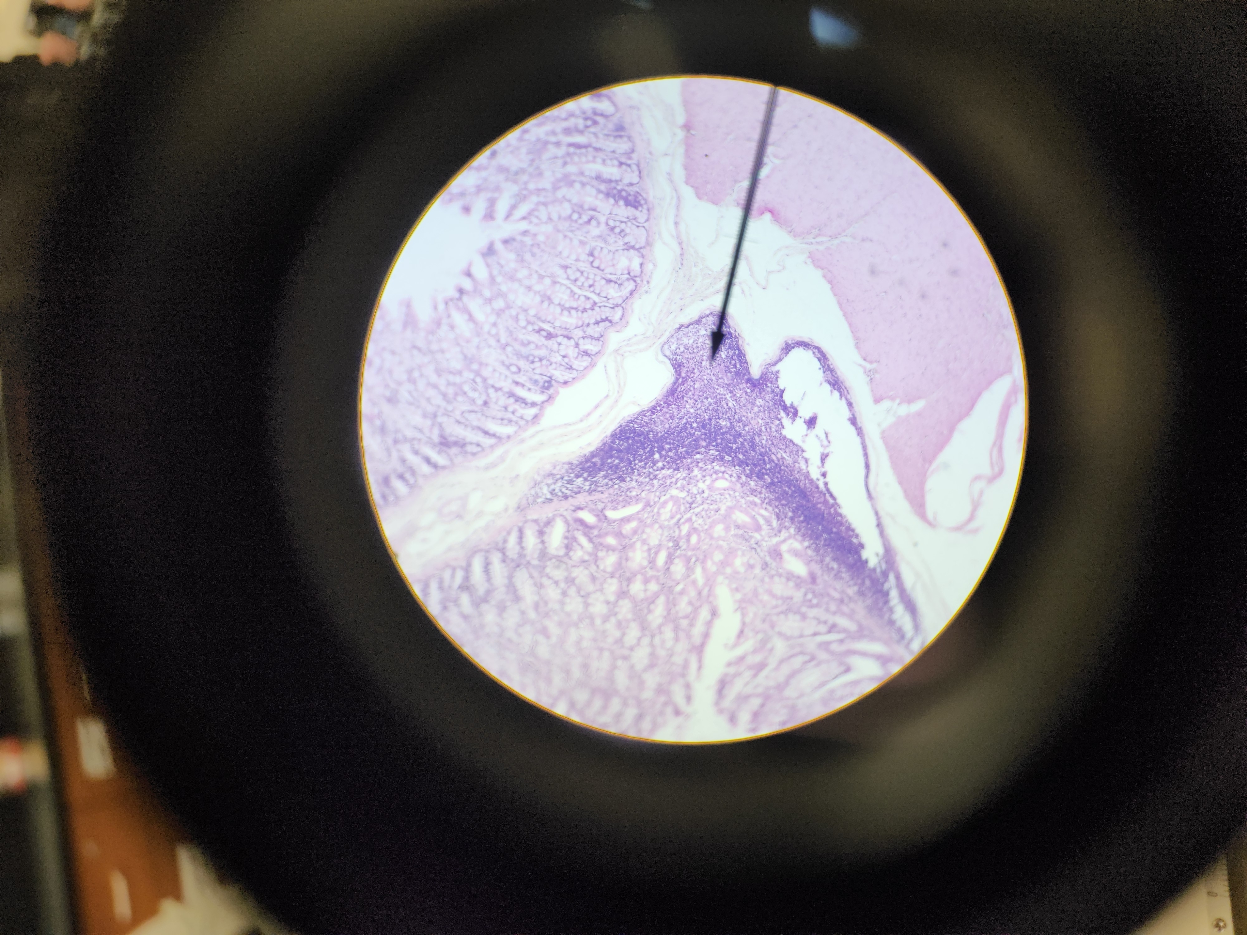 <p>[Histology] Function? </p>