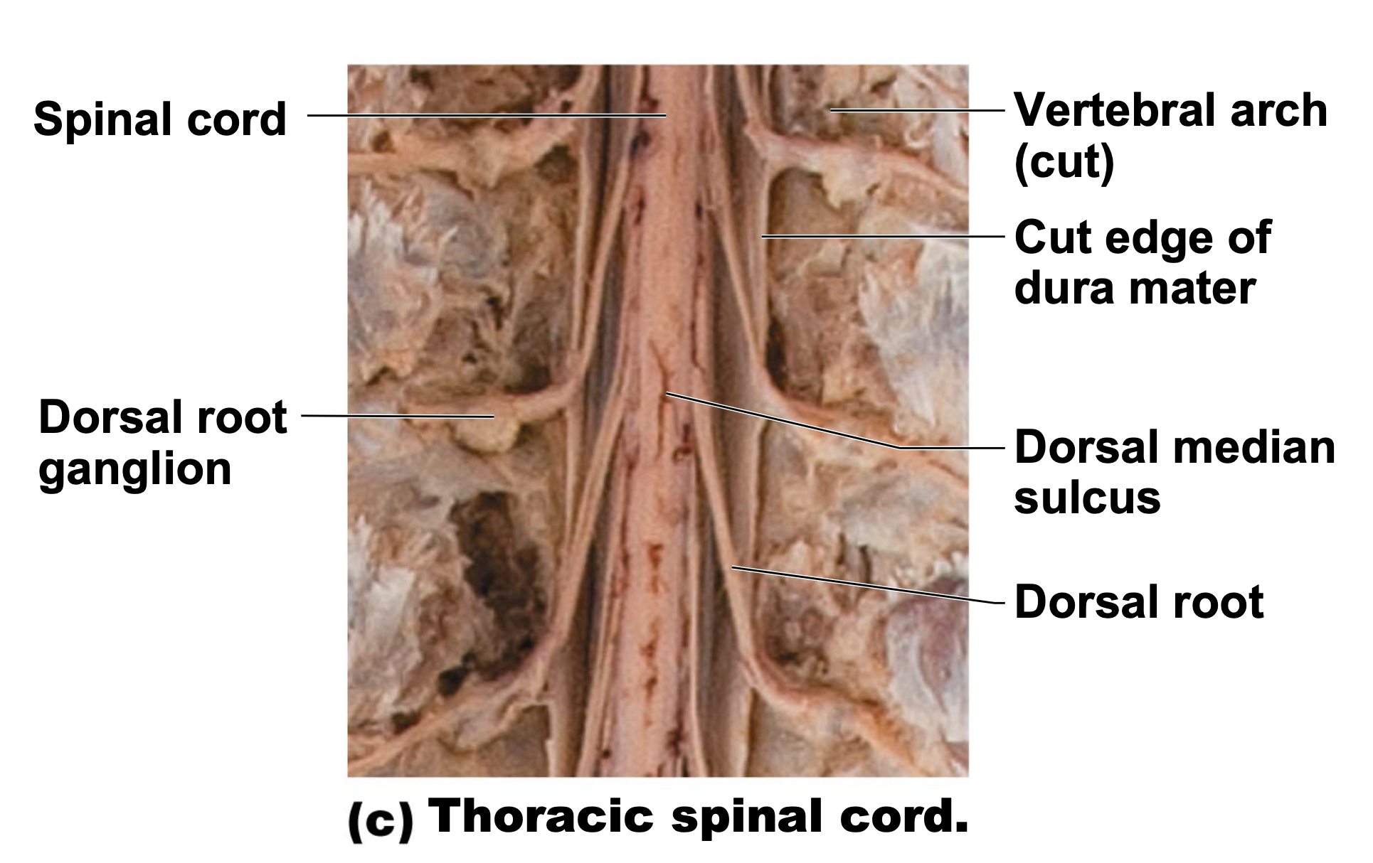 gross structure of spinal chord; dorsal view.