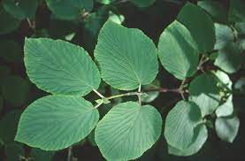 <p>hobblebush, Viburnum lantanoides, Adoxaceae</p>