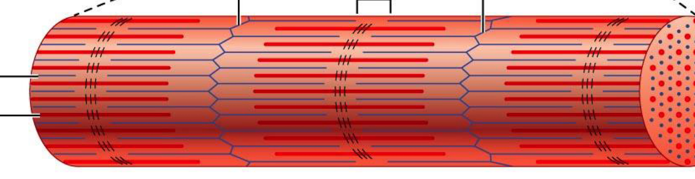 <p>Red fibers?</p>