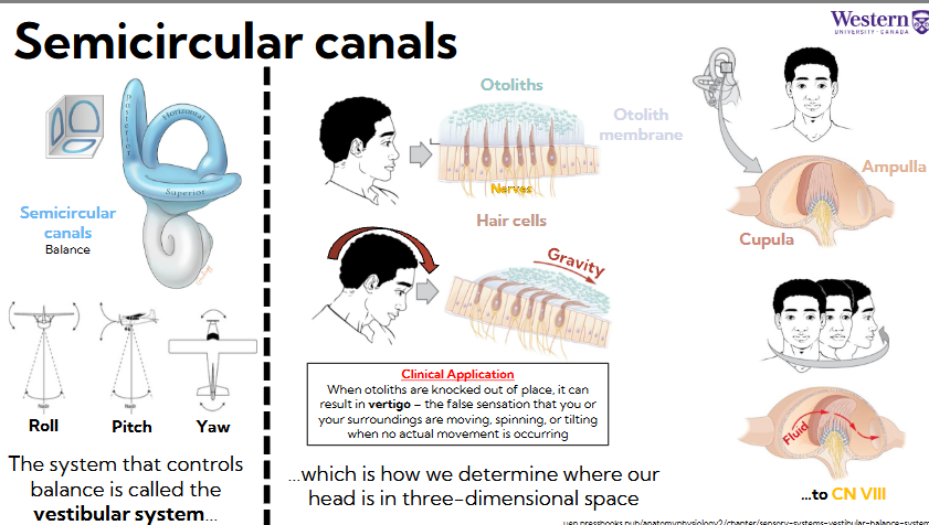 <ul><li><p><span style="background-color: transparent;"><span>The system that controls balance is called the vestibular system which is how we determine where our head is in three-dimensional space</span></span></p></li><li><p><span style="background-color: transparent;"><span>One in each plane</span></span></p></li><li><p><span style="background-color: transparent;"><span>They sense:</span></span></p><ul><li><p><span style="background-color: transparent;"><span>Roll: coronal </span></span></p></li><li><p><span style="background-color: transparent;"><span>Pitch: up or down, sagittal</span></span></p></li><li><p><span style="background-color: transparent;"><span>Yaw: transverse movement </span></span></p></li></ul></li></ul><p></p>