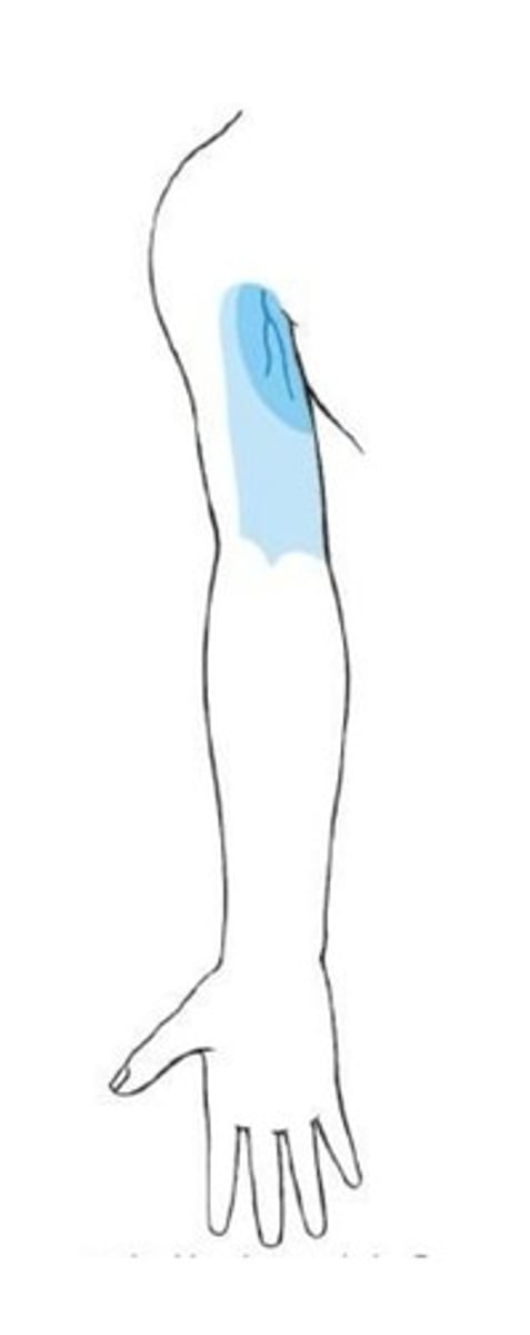 <p>What nerve supplies the blue in this picture?</p>