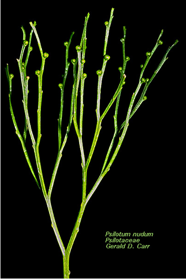<p>Identify</p>