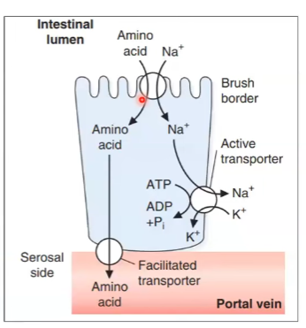 <p>El transporte de AA suele depender de gradiente de Na+, mantenido por la bomba Na+/ K+ ATPasa</p><p>4 sistemas de transportadores: </p><ul><li><p>AA neurtros</p></li><li><p>AA catiónicos</p></li><li><p>AA aniónicos</p></li><li><p>Iminoácidos (prolina e hiroxiprolina) IMINo</p></li></ul><p></p>