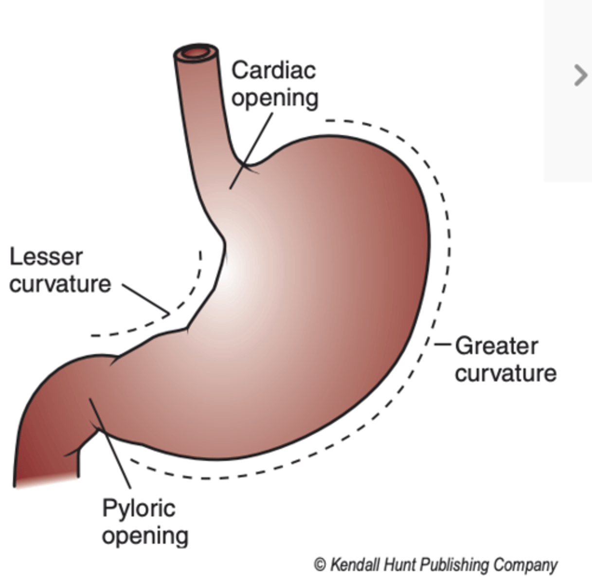<p>-margin of the stomach that courses OVER THE FUNDUS and INFERIORLY on the LEFT side of the stomach to the INFERIOR side of PYLORIS</p><p>-it is a CONVEX curve in its entirety</p>